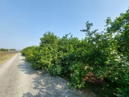 Ortaca Karadonlar’da 4.500 M² Bakımlı Limon Bahçesi Satılık