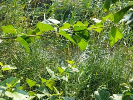 Ortaca Karadonlar’da 4.500 M² Bakımlı Limon Bahçesi Satılık