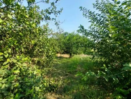 Ortaca Karadonlar’da 4.500 M² Bakımlı Limon Bahçesi Satılık