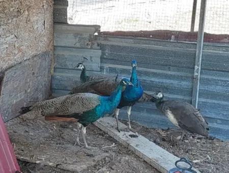 Muğla Ortaca Tepearası’nda 1.450 M² Arazi Üzerinde 2 Katlı 2+1 Daire Satılık