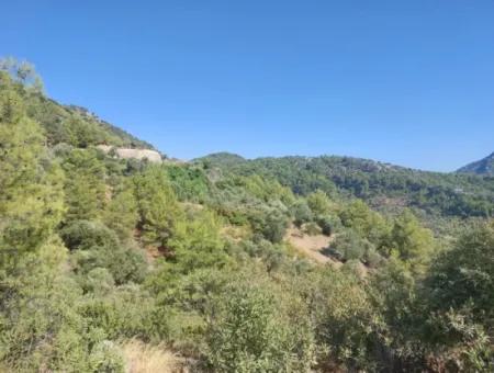 Muğla Ortaca Yeşilyurt Ta 900 M2 Arsa Acil Satılık 250 M2 İnşaat Hakkı Olan