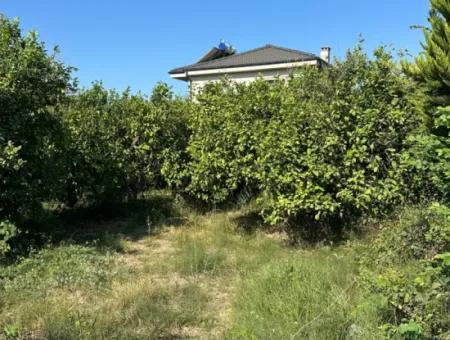 Ortaca Fevziye De 529 M2 Köşe Parsel Arsa Satılık