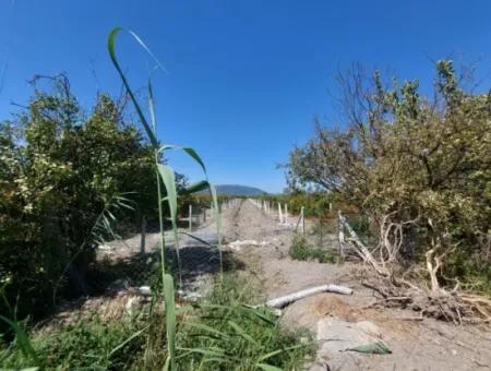 Ortaca Tepearasında  8126  M2 Yatırım Ve Zirayi Krediye Uygun Nar Bahçesi Satılık