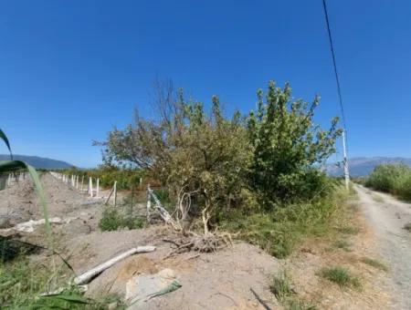 Ortaca Tepearasında  8126  M2 Yatırım Ve Zirayi Krediye Uygun Nar Bahçesi Satılık