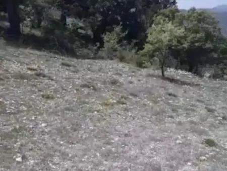 Çameli Ayvacık Ta 2030 M2 Tarla Satılık