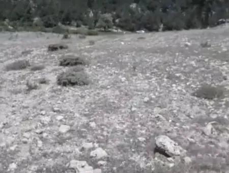 Çameli Ayvacık Ta 2030 M2 Tarla Satılık