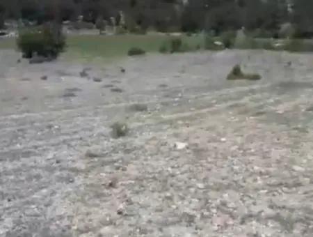 Çameli Ayvacık Ta 2030 M2 Tarla Satılık