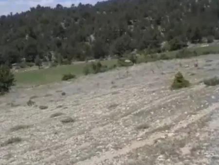 Çameli Ayvacık Ta 2030 M2 Tarla Satılık