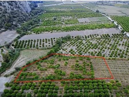 Ortaca Mergenli De  8 500  M2 Narenciye Bahçesi Satılık