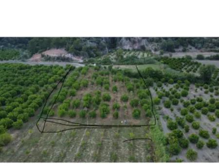 Ortaca Mergenli De  13.500  M2 Narenciye Bahçesi Satılık