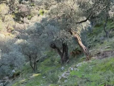 Muğla Milas Da 5 800 M2 Tek Tapu Müstakil Parsel Arazi Satılık