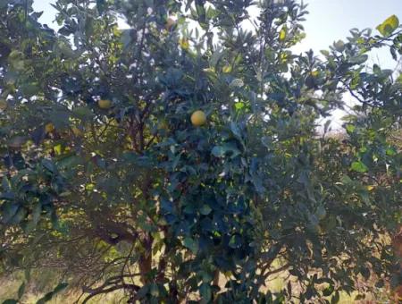 Mugla Dalyan Da 150 M2 İnşaat Hakkı Olan 4 500 M2 Arazi Satılık Veya Dalyan Dan Villa İle Takas