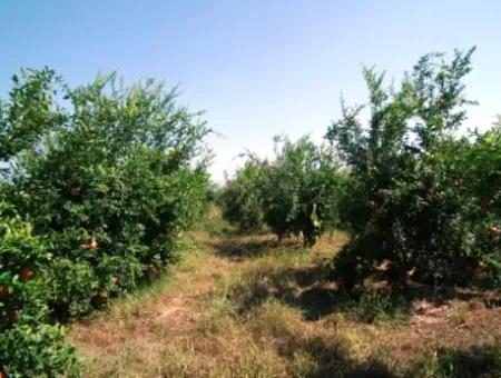 Ortaca Eskiköyde Satılık Kelepir Nar Bahçesi